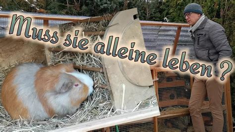 Vergesellschaftung Kann Das Meerschweinchen Aus Dem Tierheim In Der