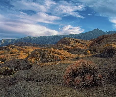 Dry Wash Clustered Barrel Cactus Photograph By Paul Breitkreuz Fine