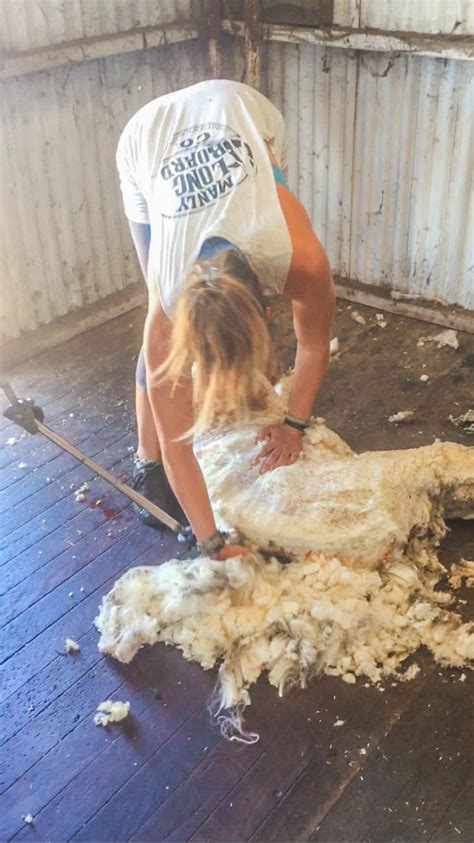 A Day In The Sheep Shearing Sheds In Australia What It S Really Like