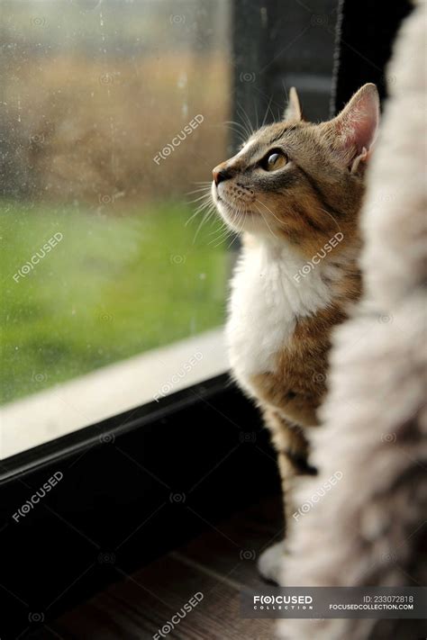 Cat Staring Out Window Img Ultra