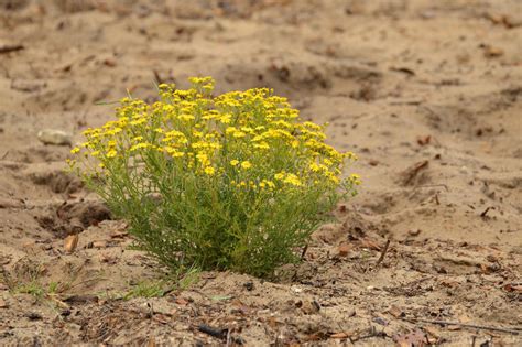 Flowers Stock Image Image Of Marshes Seagull Wildlife 69539857