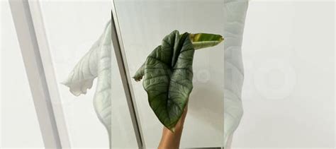 Алоказия платинум купить в Казани | Товары для дома и дачи | Авито