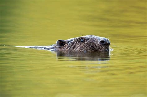 Eurasian beaver swimming in with the