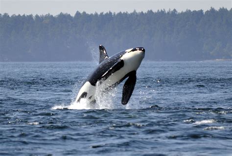 Orca Breach - Juneau Whale Watching Tours and Excursions - Juneau, AK