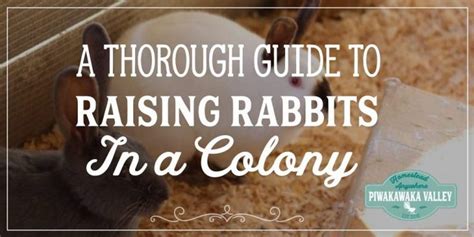 Plan The BEST Rabbit Colony Setup Housing Meat Rabbits In A Colony