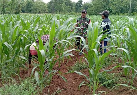 Kodim Sumenep Jawab Permasalahan Pertanian Jagung Dan Peternakan