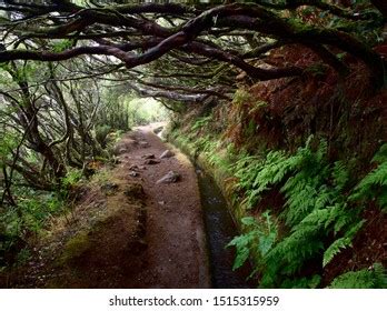 Ilha Do Pelado Photos And Images Pictures Shutterstock