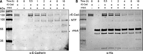 Frontiers Investigating The Role Of A Tannerella Forsythia Htra