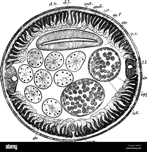 Ascaris Lumbricoides Male And Female Cross Section