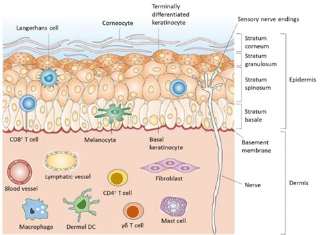 2. Anatomy and resident immune cells of healthy human skin. | Download Scientific Diagram