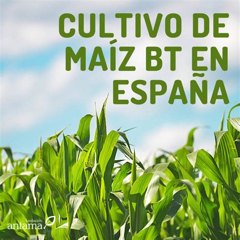 El Potencial Del Arroz Transgénico Para Reducir La Desnutrición Fundacion Antama