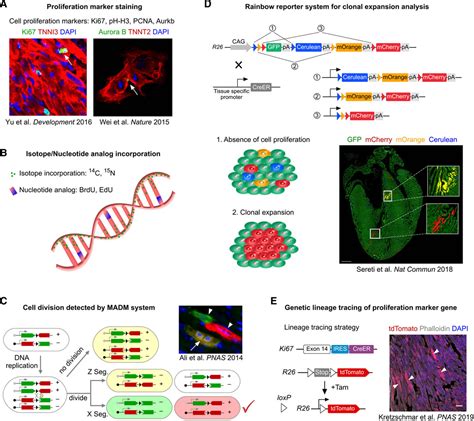 Heart Regeneration By Endogenous Stem Cells And Cardiomyocyte