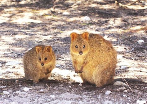 Top 10 wildlife experiences in Australia | Audley Travel US