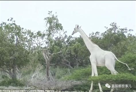 太残忍！纯白长颈鹿母子惨遭偷猎者杀害 世界上可能只剩一只！野生动物新浪新闻