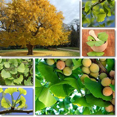 Ginkgo biloba side effects Archives - NatureWord