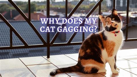 Cat Gagging Reasons And What To Do Advice From Vet