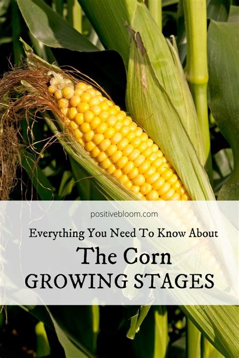 Everything You Need To Know About The Corn Growing Stages