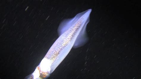 Market Squid Doryteuthis Opalescens In Monterey Bay California Youtube