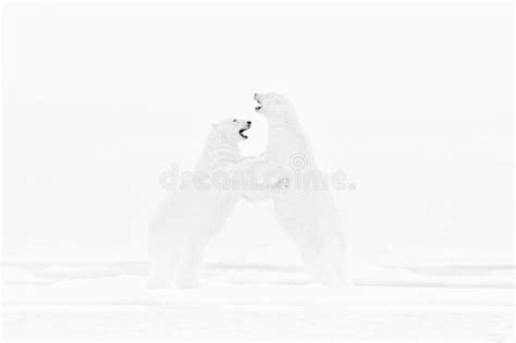 Art Nature Fight Dance Black And White Art Photo Of Two Polar Bears