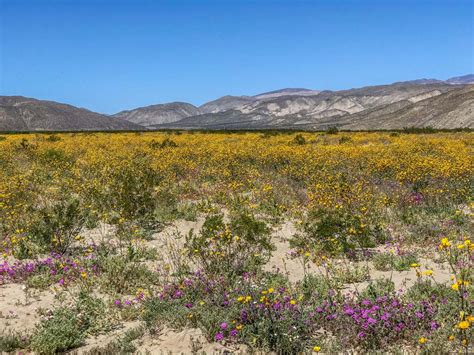 Lucy Littler Anza Borrego Flowers 2019 Anza Borrego Desert Wildflowers Update One Fertile