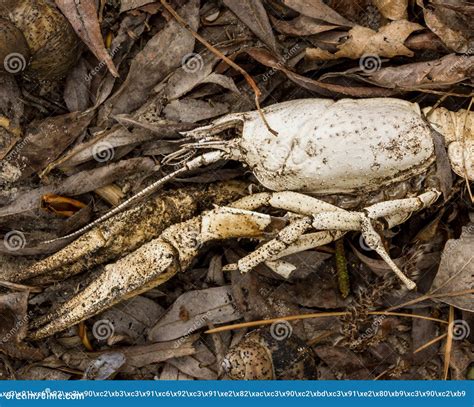 River Crayfish And Mollusk Shells Lie On Leaves And Sand In Spring On