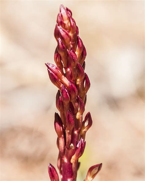 Spotted Coral Root