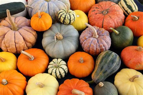 Calabaza Que Es Origen Beneficios Tipos Valor Nutricional Y M S