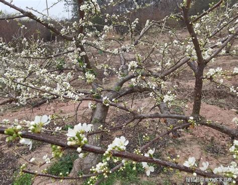 李花怒放一树白 搜狐大视野 搜狐新闻