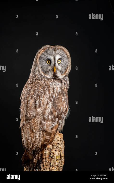 Great Grey Owl Strix Nebulosa Stock Photo Alamy