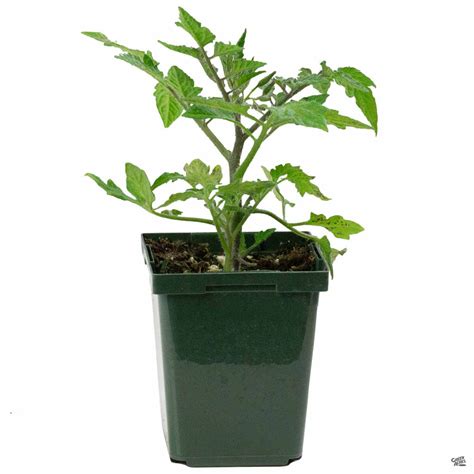 Tomato 'Roma' — Green Acres Nursery & Supply