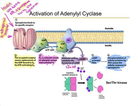 Signal Transduction II Insulin Signaling LECTURE 21 Flashcards Quizlet