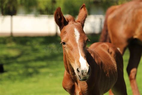 One Day Old Purebred Chestnut Foal Playing First Time In The Green