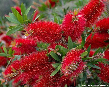 Калистемон цитринус, syn. Callistemon lanceolatus | Bottlebrush plant ...