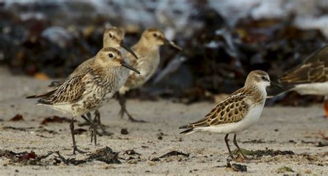 Birdtrack Migration Bto British Trust For Ornithology