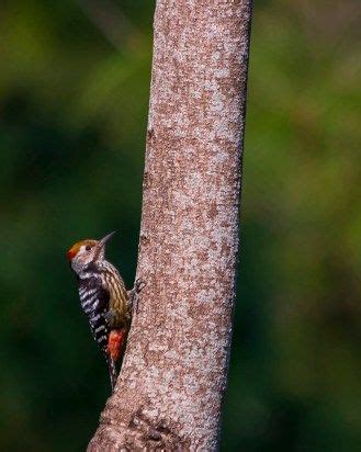 See the birds of Himalaya's foothills | Wildlife photography, Himachal ...