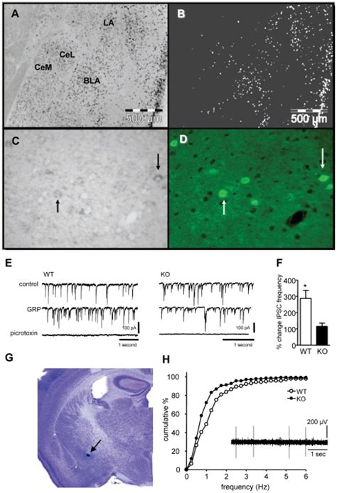 A In Situ Hybridization Of The Grpr In The Amygdala B Binary Version