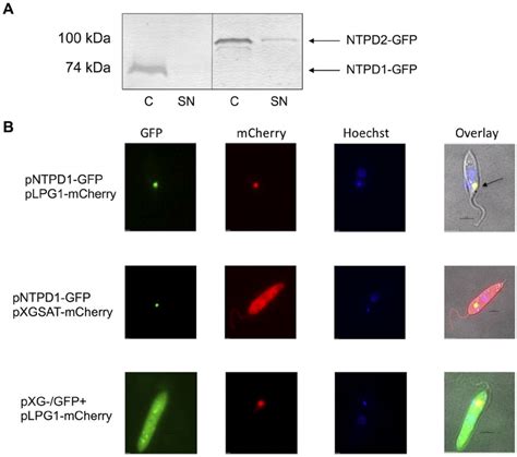 Subcellular Localization Of Lmntpdase Gfp Fusion Proteins A Western