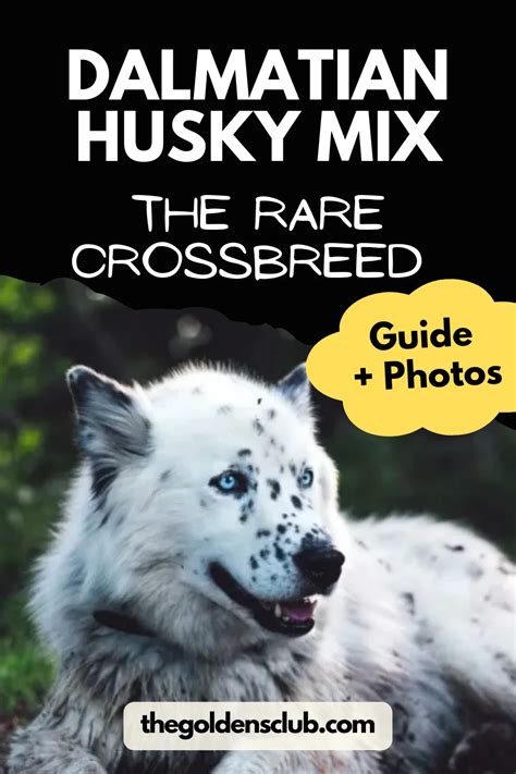 Dalmatian Husky Mix: The Rare Crossbreed (Guide + Photos)