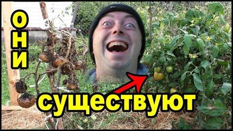 УСТОЙЧИВЫЕ К ФИТОФТОРОЗУ сорта томатов СУЩЕСТВУЮТ! - YouTube