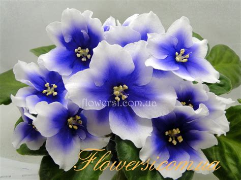 Фиалка Humako Inches (Промышленный сорт)
