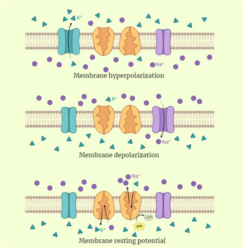 Membrane Potential - Rethink Biology Notes - Cell Biology