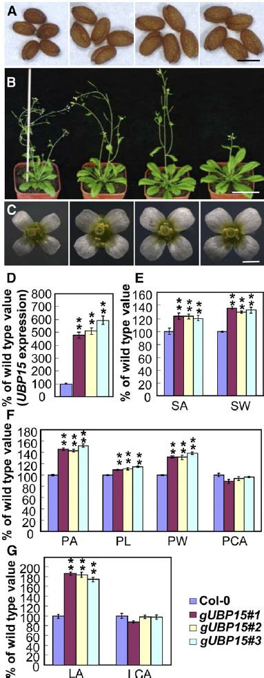 Plants Overexpressing Ubp15 Show Similar Phenotypes To Da1 1