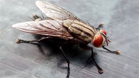 House Fly Identification, Prevention, and Control