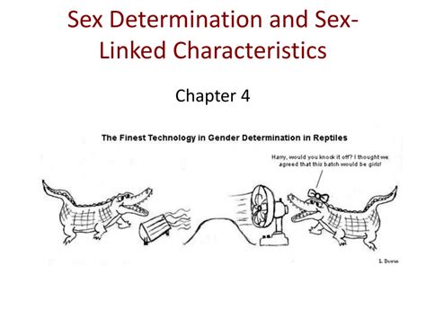 Sex Determination And Sex Linked Characteristics