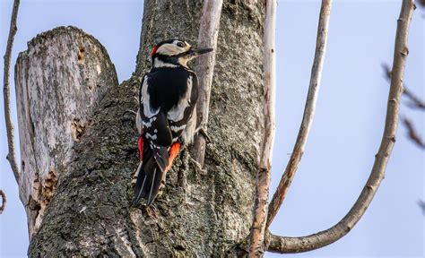 Pic épeiche Dendrocopos major Great Spotted Woodpecker Flickr