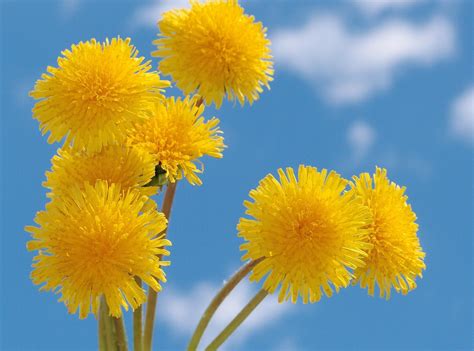 Yellow Dandelion Wallpapers Top Free Yellow Dandelion Backgrounds