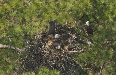 Bald Eagle Nesting Sites Overcrowded Thanks to Population Rebound ...