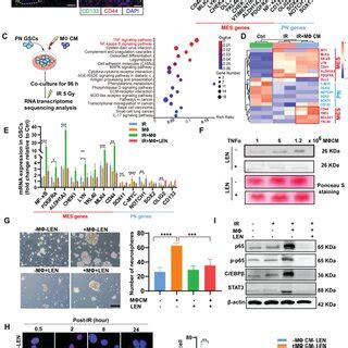 Macrophage Accumulation Following Radiotherapy Promotes Gbm