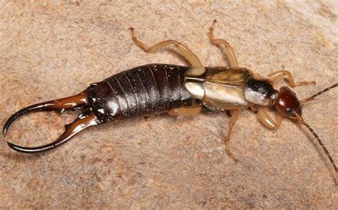 Blog - Houston's Complete Guide To Effective Earwig Control