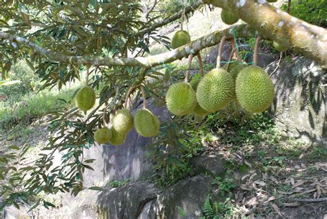 A Trunk Laden With Heavy Durian Fruits In An Orchard In Penang